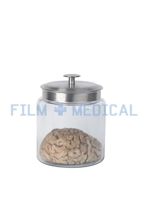 Brain Model In Glass Jar 